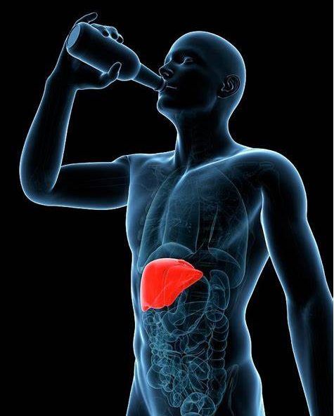 Safe Alternatives to Support Real Liver Health