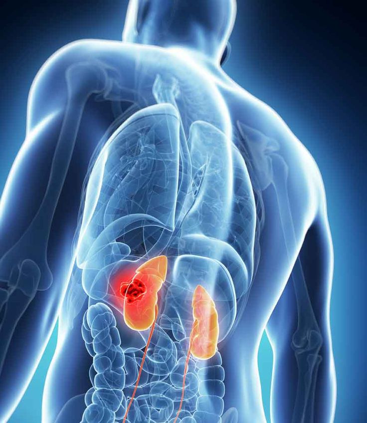 The Kidneys Increase Filtration Efficiency Overnight